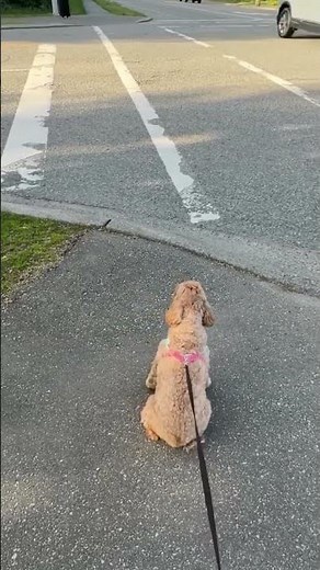 Cockapoo Squeaks in Excitement After Failing to Recognize Her Favorite Human - 1658653
