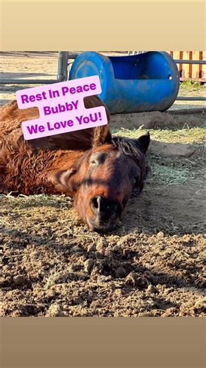 354 reactions · 15 shares |  Saying Goodbye to Our Beloved Bubby ...