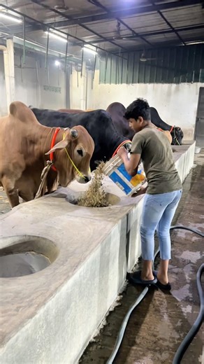 Real effort 💦 Strong bulls don’t happen by chance 🐂