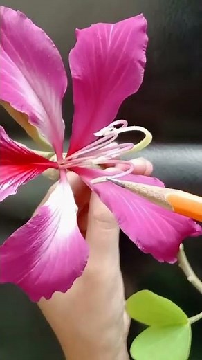 Parts of flower -Stamen & Pistil in orchid || Class 7 || Chapter 12