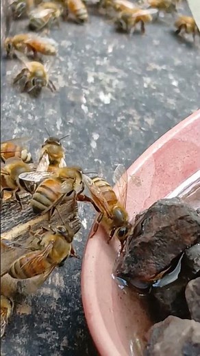 Thirsty Italian Honeybee Drinking at Hive 🐝 | #shorts