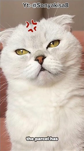 Ruby’s Dream Shoes Finally Arrived 😍🐈🤣