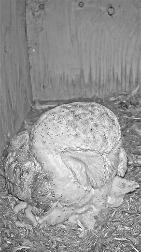 🎥 Wildlife Up Close | A Sleeping Barn Owl Family