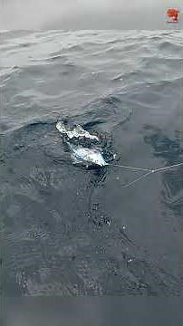 Bonito Fish Landed Using Sabiki Rigs as Bait! #fishing #fishingvideo #fishingtime