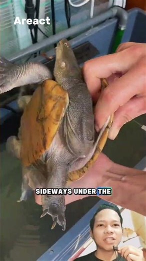This Turtle Has a Neck Longer Than Its Shell?! | Long Necked Turtle Facts