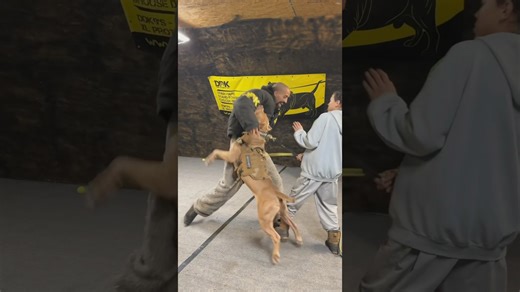 Pit bull disarms weapons with skill you have to see