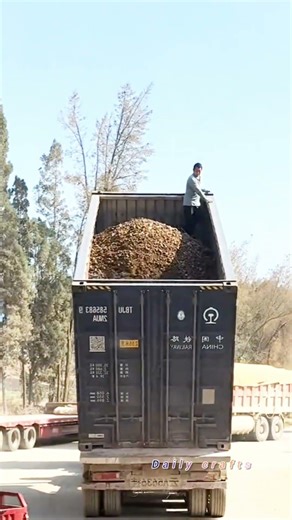 سائق الشاحنة يرفع الشاحنة ويسوي المواد