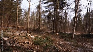 Trees cut down in the taiga. Place after cutting trees. Logging plot.