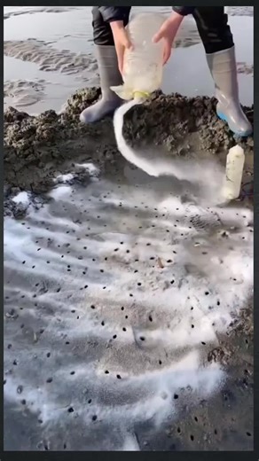 Razor Clam Digging Tips and Techniques