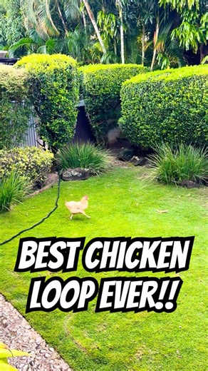 BEST CHICKEN LOOP EVER!! 🐔💕 GooseyGirl walks like a potato lol