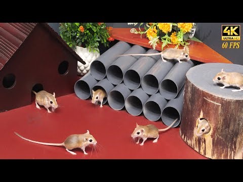 Cat TV Mouse Maze | Real Mice Pop Out of Holes | 4K 60FPS Entertainment for Cats | 8 hours Cat games