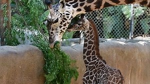 93K views · 10K reactions | Peek at this sweet moment of our Masai #giraffe calf curiously trying to eat some leaves like the adults. 漣 Baby, you're not grown yet! Giraffe calves are reliant on their mother's milk for at least four months, after which they start eating solid food like leaves. #ZooBabies | Los Angeles Zoo | Facebook