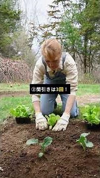 大根の育て方