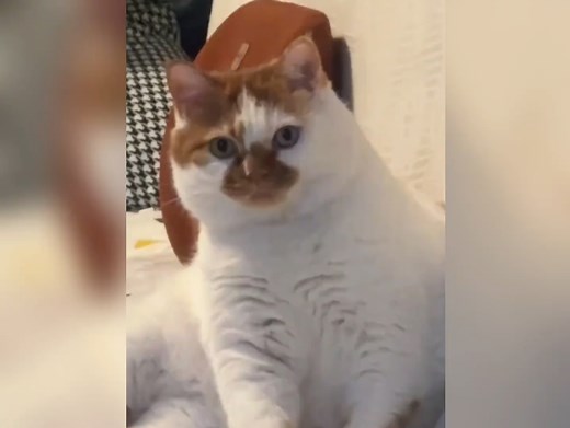 那些年，我们的猫主子是如何耍我们的？