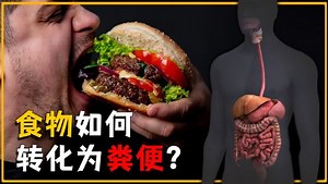 你吃下的食物，是如何转化为粪便的？带你看懂人类消化系统如何运作