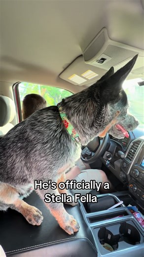 Blue Heeler Dog Stuck in Your Head | Cattle Dog TikTok