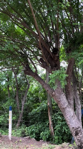 ##lx200 #lx250 #190 😋😋