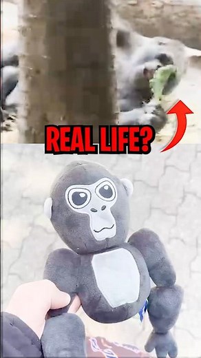 This Gorilla Tag Plush, Met A REAL GORILLA?