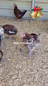 🎄🐔 Breed of the Week: Swedish Flower Hens! 🐔🎄 If you’re looking for a chicken that’s as beautiful as it is hardy, look no further than the Swedish Flower Hen! These stunning birds are known for their unique, speckled “flower-like” feather patterns—no two birds look the same, making every flock truly one of a kind ❄️🌸 🌬️ Cold Hardy Champions Originating from Sweden, these hens are exceptionally cold hardy, making them perfect for the winter season. Their small combs help reduce frostbite, a