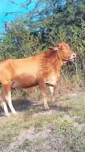 From Home to Homestead: Look at this HUGE Healthy Cow (Subscribe)