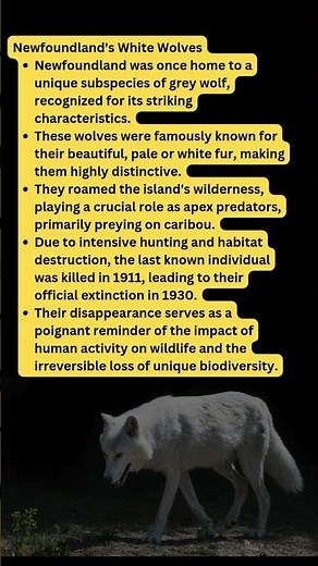 The Haunting Beauty of Newfoundland's Lost White Wolves 💔🐺 #facts #shorts