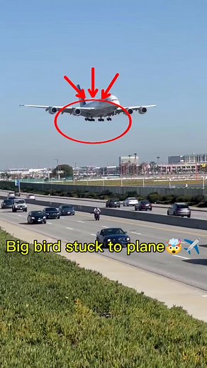 Big bird stuck to plane🤯 #caught #crash #reelsvideoシ #viralpost #airplane #reelsfbシ | Mary Hogan