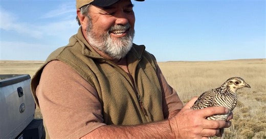 Environmental group seeks policy changes to support Kansas ranchers, grasslands and prairie chickens