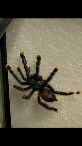 #pinktoe #tarantula #arachnids #applevalley #california #fyp | Rog Reptiles | Facebook