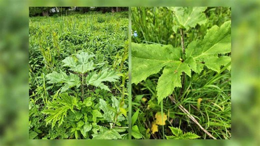 'Do not touch this plant': Invasive hogweed plant spotted in Erie County