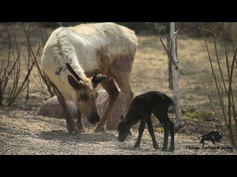 Deer, Oh Deer! Reindeer Fawn is Born!