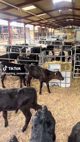 Caring for Calves on a Farm