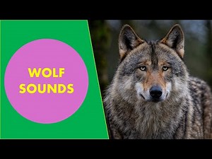 Wolf sounds effect - Wolf Howling Sounds|| Animal Sounds.