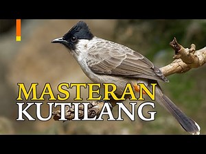 Suara Burung Kutilang Masteran Pilihan Kicau Mania | GACOR