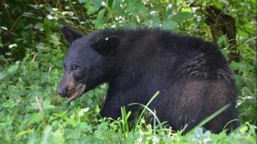 Bear Sightings Reported Near I-93 in Wilmington