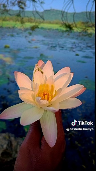 Caught by my small device 🙂🍃samsung A2 core📳 #photography #nature #samsung #wildlife #foryoupage