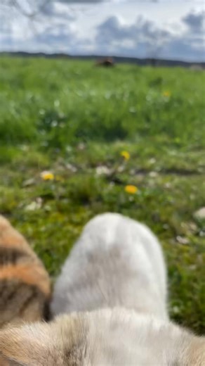 Comment un chien, censé être un animal de compagnie, peut-il tuer un chat ? Comment un animal qui vit au milieu des humains, qui partage un foyer, qui est présenté comme fidèle et affectueux, peut-il en arriver à traquer, mordre, secouer, jusqu’à donner la mort ? On nous répète qu’un chien n’est pas une bête sauvage, qu’il est domestiqué, éduqué, intégré à la société, qu’il est le meilleur ami de l’homme.. Alors comment cela peut-il arriver ? La vérité est simple et dérangeante, un chien reste u