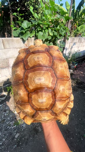 Size gedean, enak buat outdor di taman kalian niih, #sulcata #kurakura #sulcatatortoise