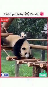 Beautiful baby 🐼 Panda 🌺🥀|#panda #viralreels #viral #instareels #ternding #million #fypシ゚viral
