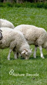 Sheep Shearing Process From Thick Wool to Everyday Products
