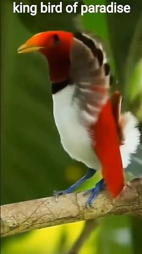 King Bird Of Paradise ! Rare & Beautiful Bird in Papua New Guinea ! Wildlife video