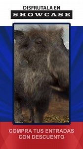 16K views · 55 reactions | Showcase Cinemas on Reels | Facebook