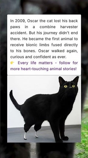 First Animal with Bionic Paws - Oscar the Cat