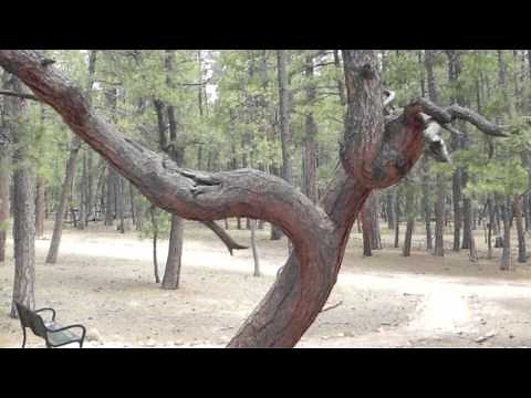 Ute Indian Prayer Trees at Fox Run Regional Park in Colorado Springs, CO