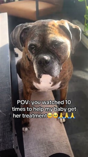 Lucy has been diagnosed with fibrosarcoma, and doesn’t have much time left. Please donate to her bio