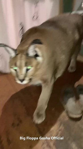 Meet Gosha, the Majestic Big Floppa Caracal