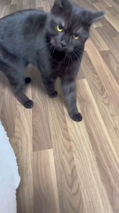 Angry cat🤣 | Cat lovers