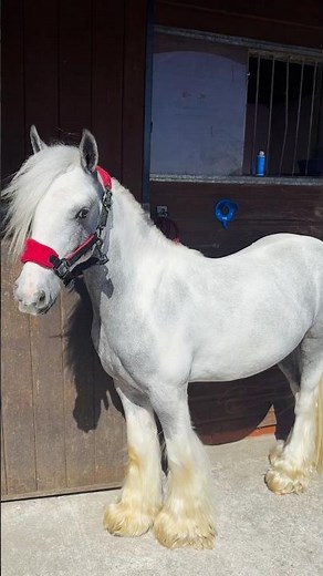 Summer Horse Clipping with Melody Hames #HorseGrooming #HorseCare #EquestrianLife