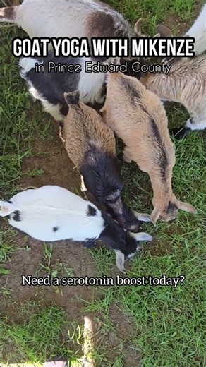 Goat Cuddles During Yoga? Yes Please