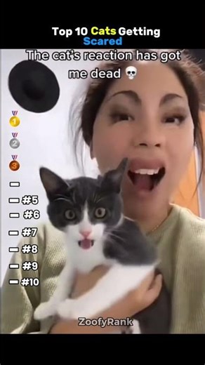 Top 10 Cats Getting Scared #shorts #ranking #cat