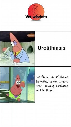 Understanding Urolithiasis in Pets: Key Facts You Need to Know!